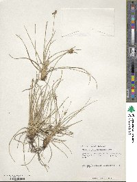 Fimbristylis cymosa image