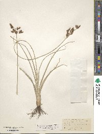 Image of Fimbristylis thermalis