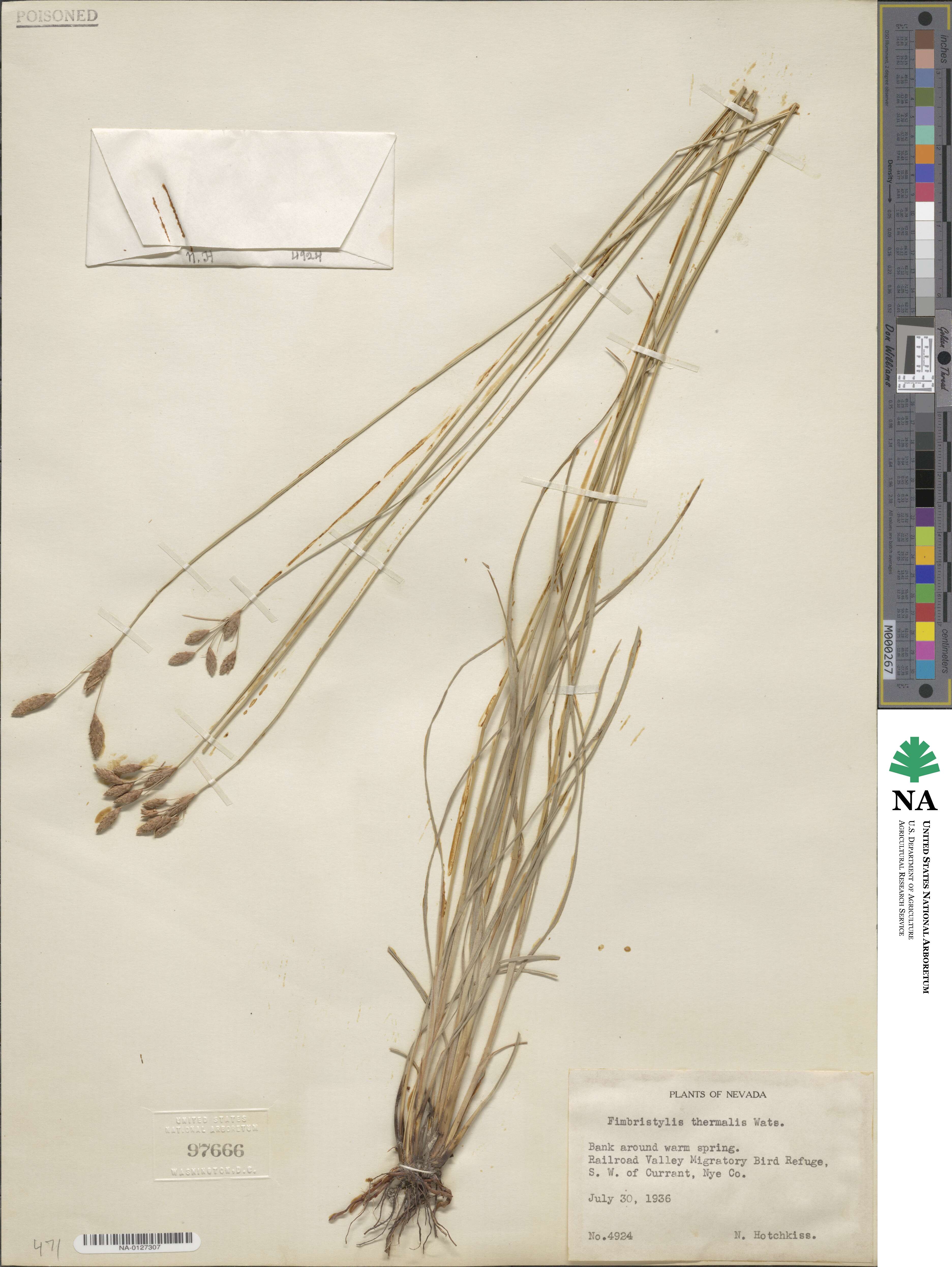 Fimbristylis thermalis image