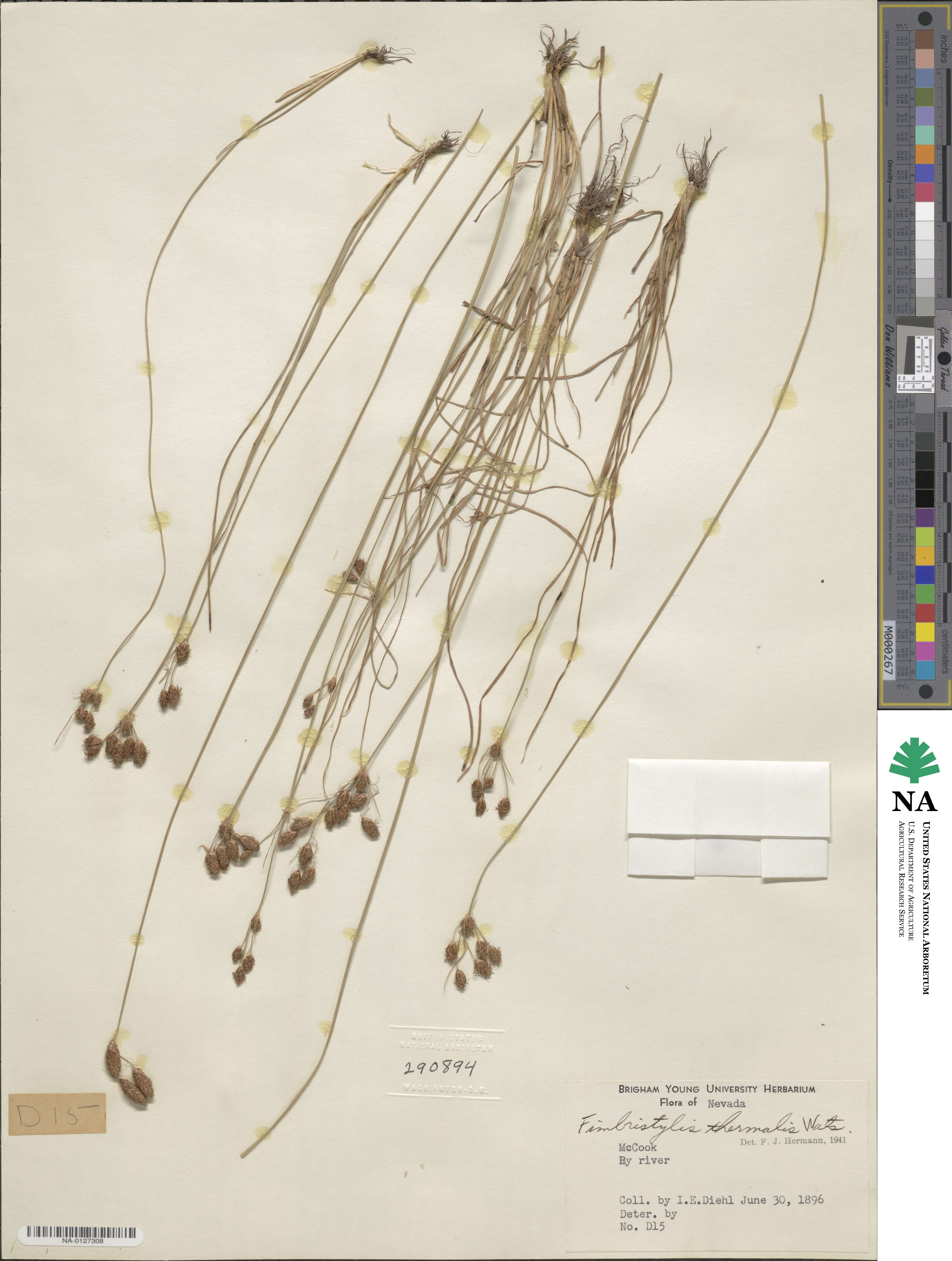 Fimbristylis thermalis image