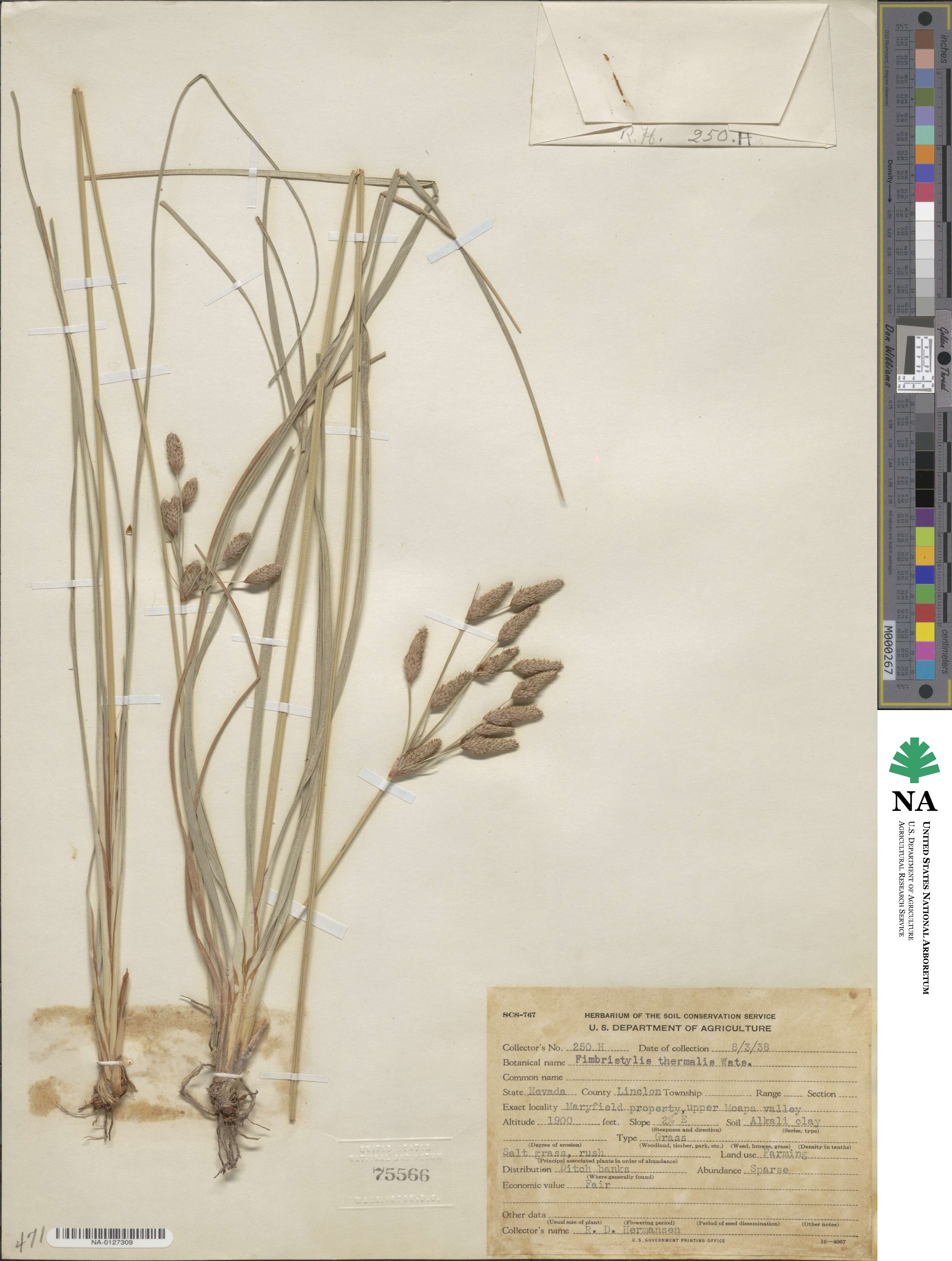 Fimbristylis thermalis image