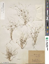 Fimbristylis vahlii image