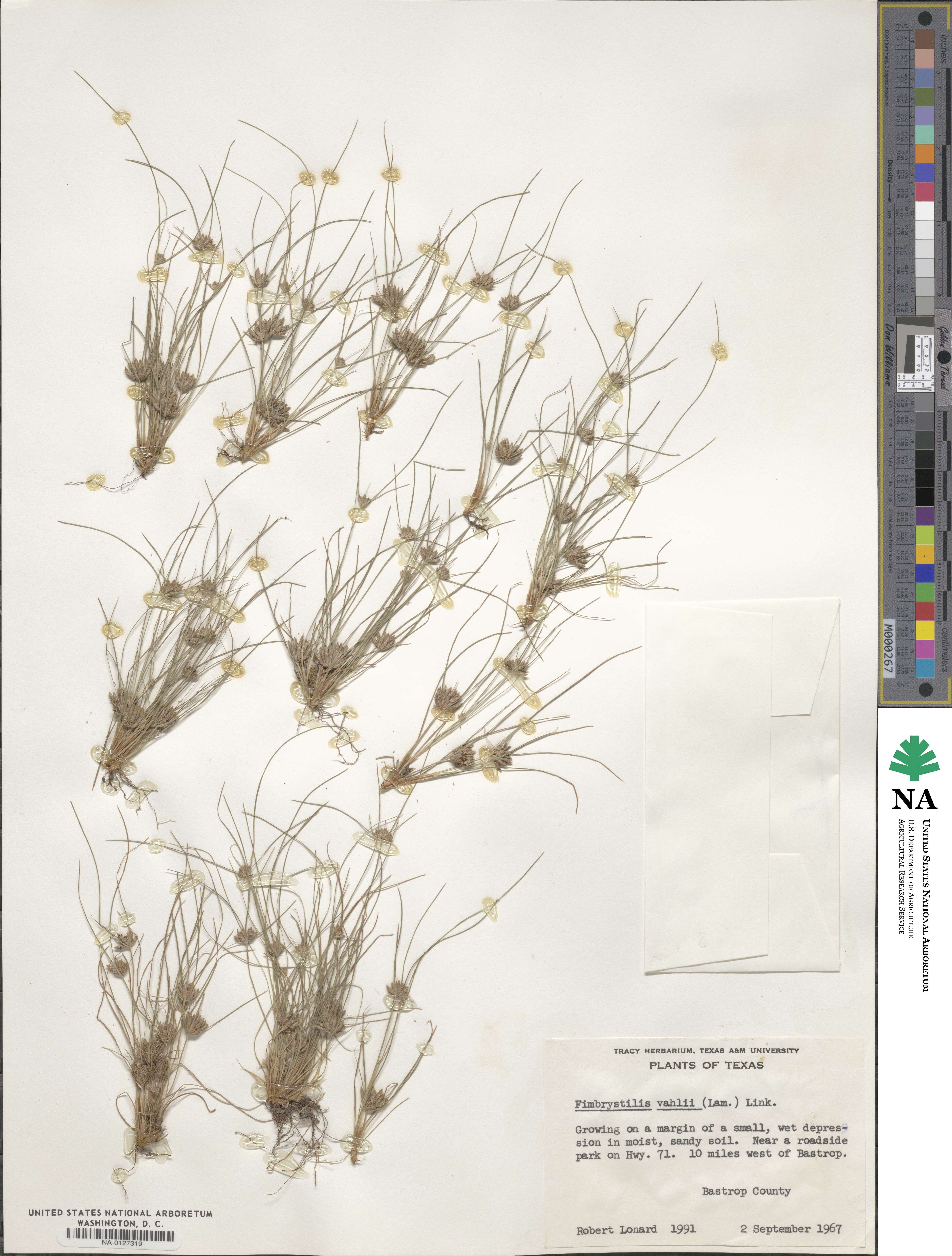 Fimbristylis vahlii image
