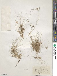 Fimbristylis vahlii image