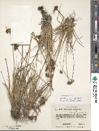 Fimbristylis cymosa image