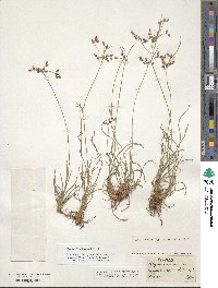 Fimbristylis dichotoma image