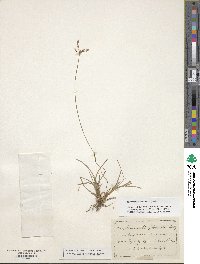 Fimbristylis dichotoma image