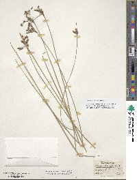 Image of Fimbristylis ferruginea