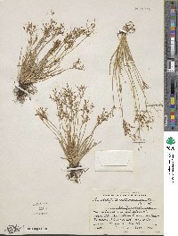 Fimbristylis autumnalis image