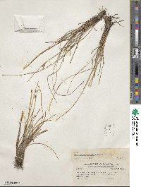 Fimbristylis spadicea image