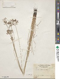 Fimbristylis complanata image