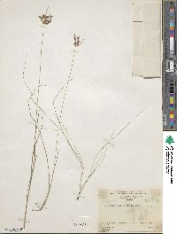 Fimbristylis dichotoma subsp. dichotoma image