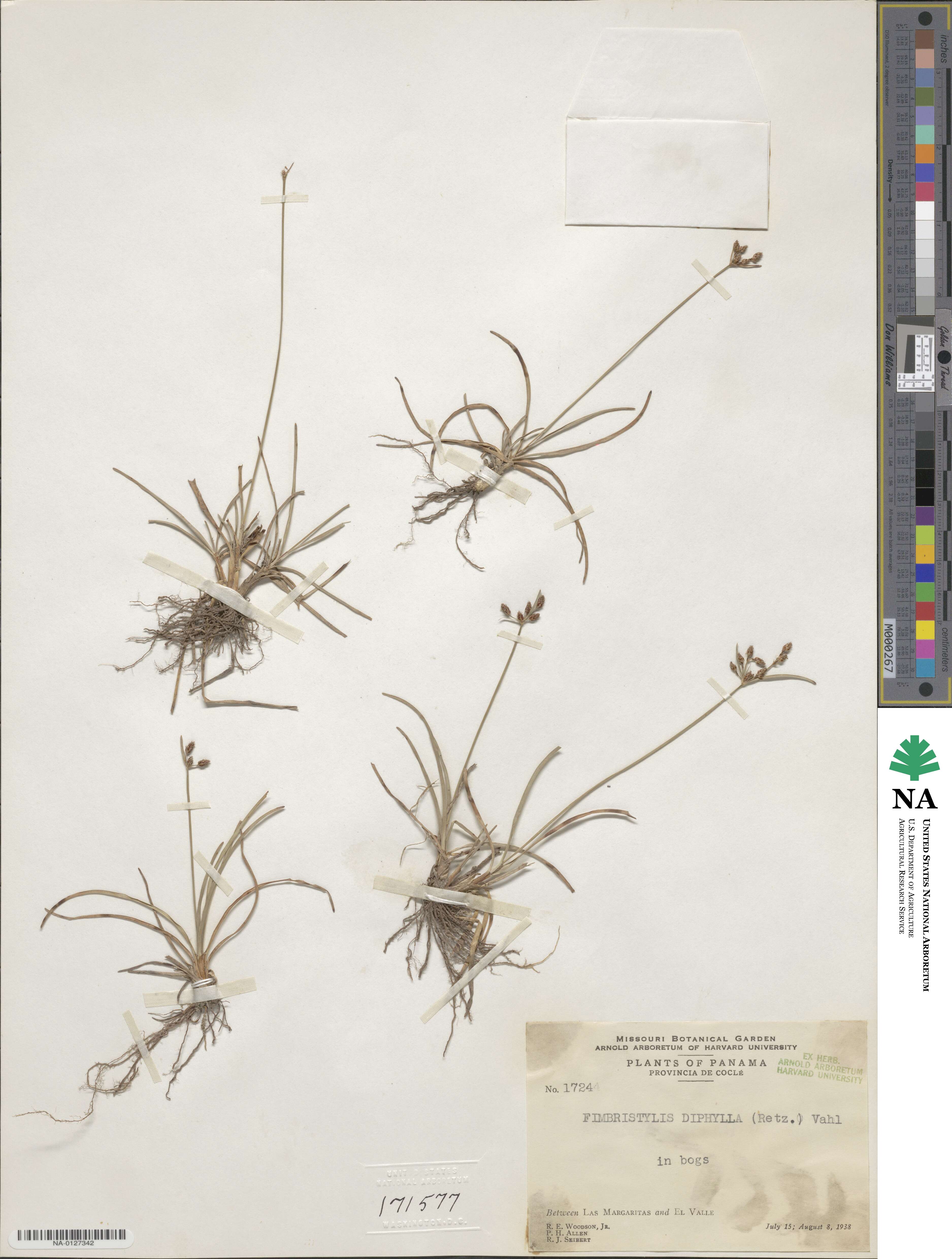 Fimbristylis dichotoma subsp. dichotoma image