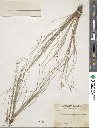 Fimbristylis dichotoma image