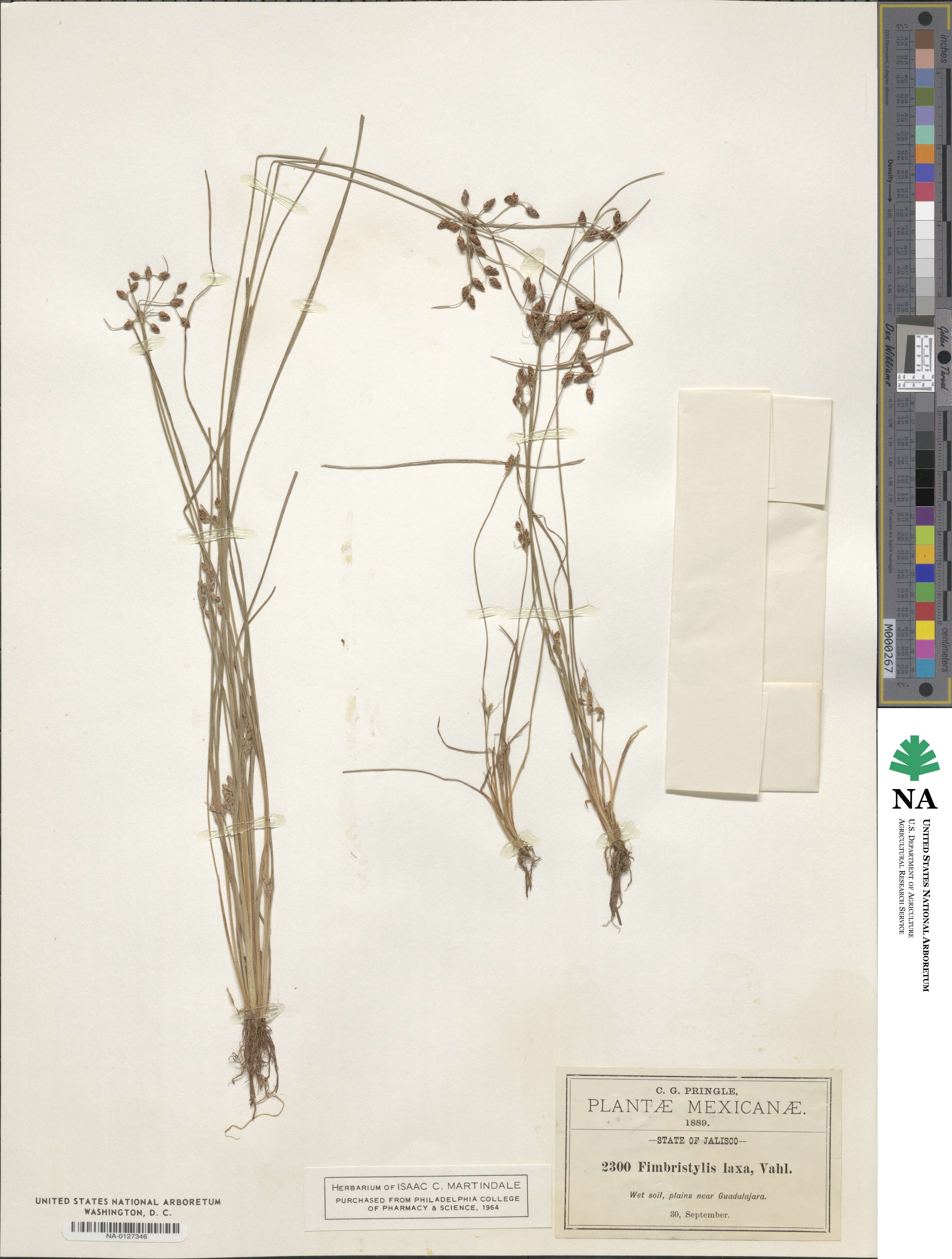 Fimbristylis dichotoma subsp. dichotoma image