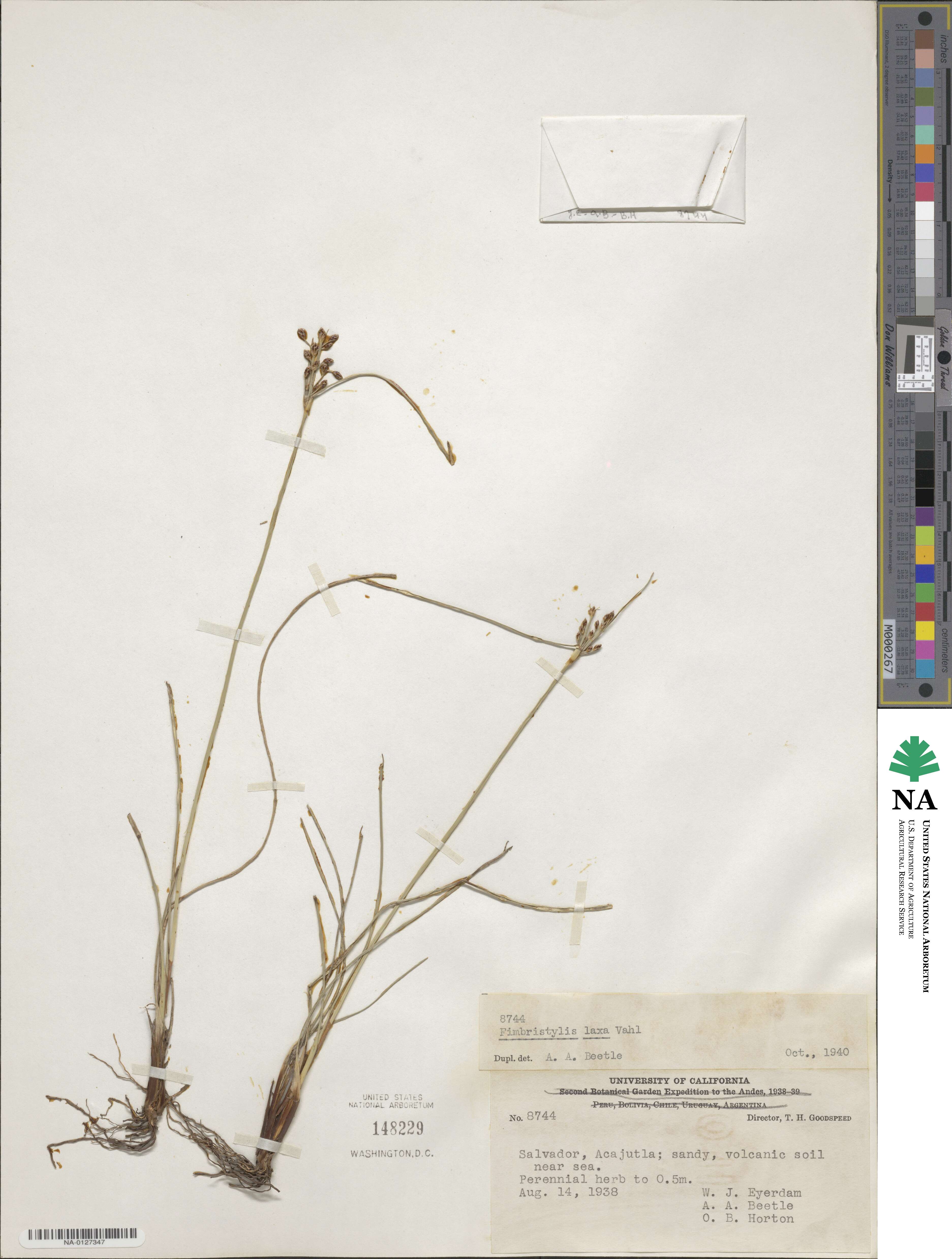 Fimbristylis dichotoma subsp. dichotoma image