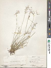 Fimbristylis quinquangularis image