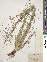 Fimbristylis quinquangularis image