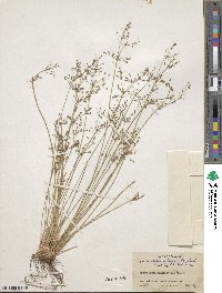 Fimbristylis quinquangularis image