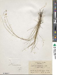 Abildgaardia ovata image