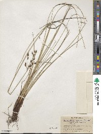 Fimbristylis spadicea image