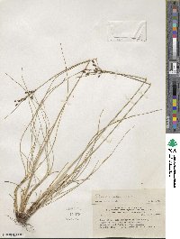 Fimbristylis spadicea image