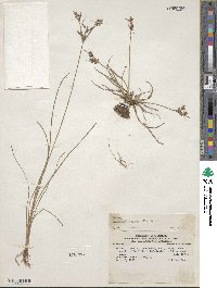 Fimbristylis dichotoma subsp. dichotoma image