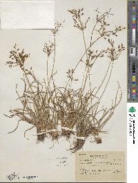 Fimbristylis dichotoma subsp. dichotoma image