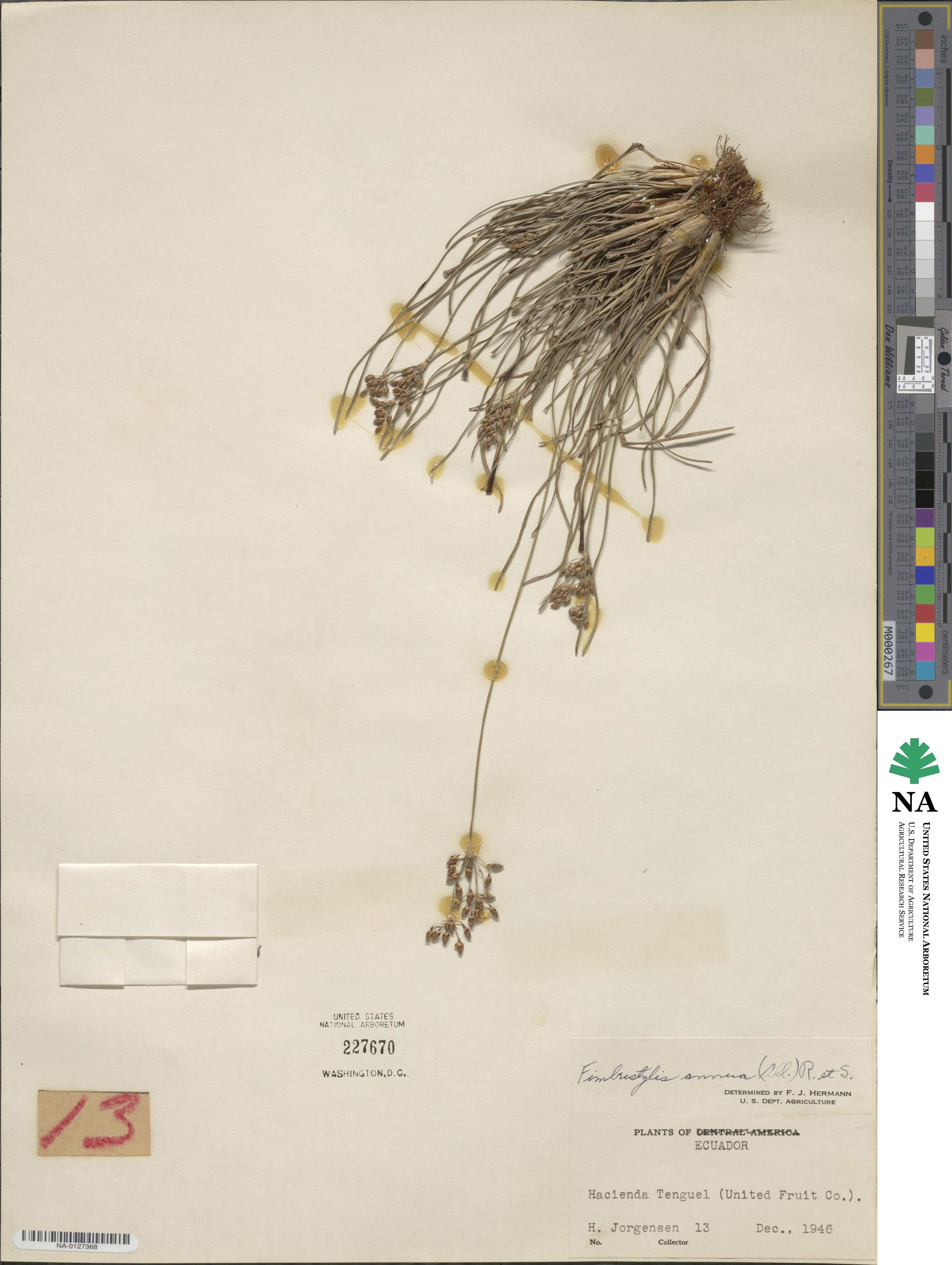 Fimbristylis dichotoma subsp. dichotoma image