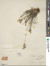 Fimbristylis dichotoma image