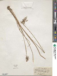 Fimbristylis complanata image