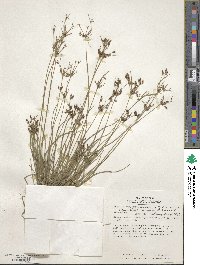 Fimbristylis dichotoma image