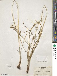 Fimbristylis dichotoma subsp. dichotoma image