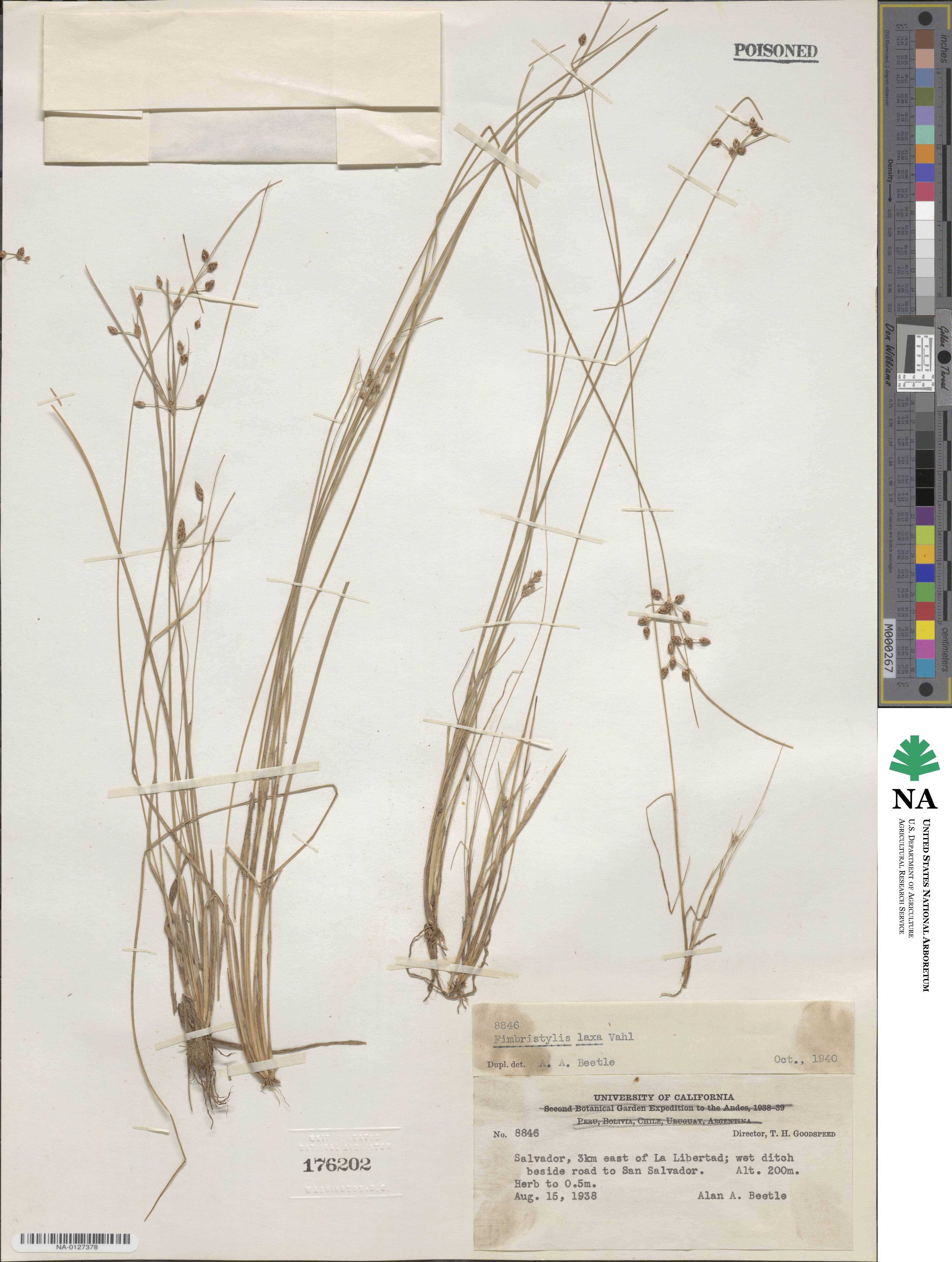 Fimbristylis dichotoma subsp. dichotoma image