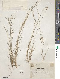 Fimbristylis dichotoma image