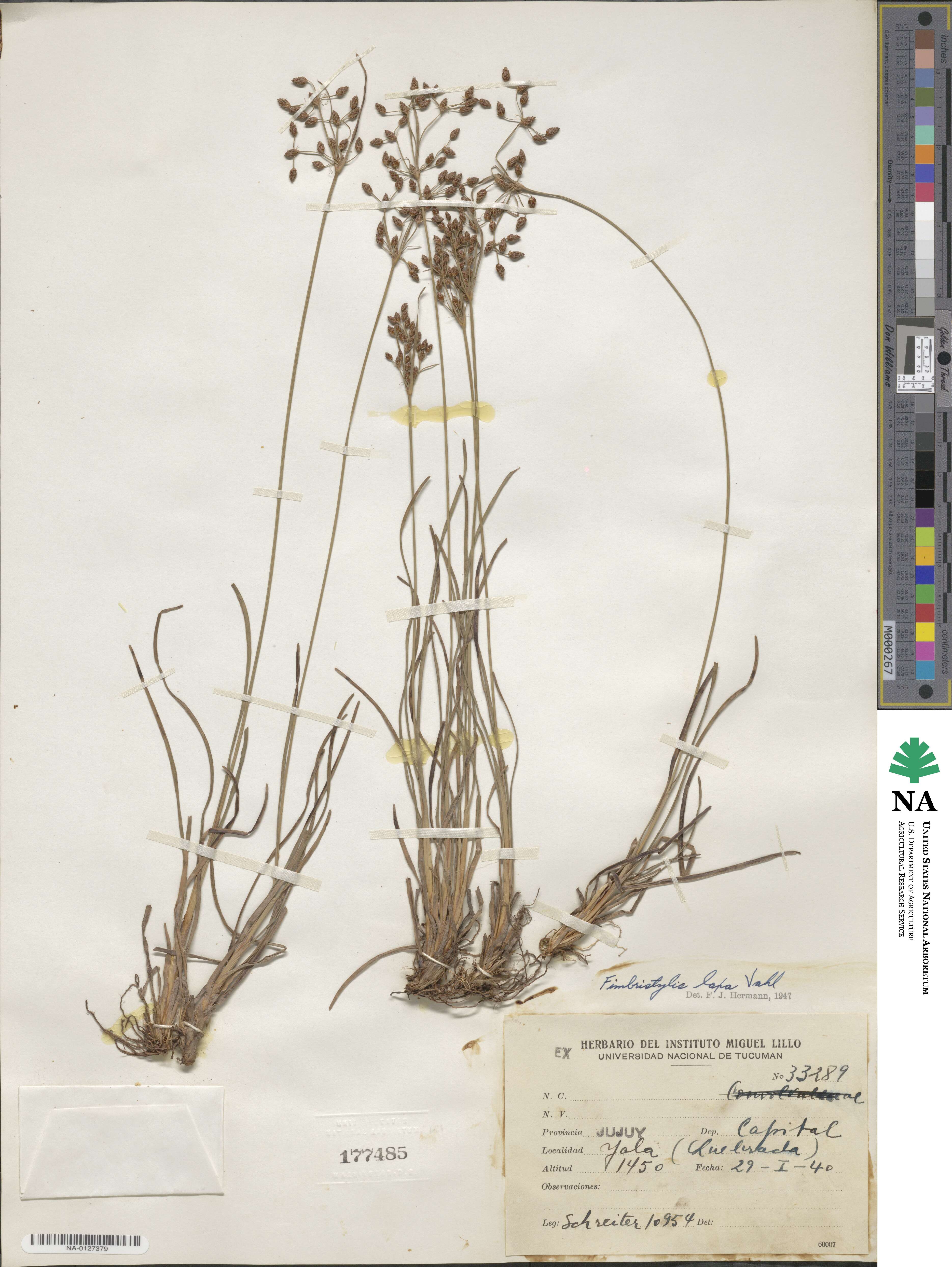 Fimbristylis dichotoma subsp. dichotoma image