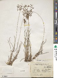 Fimbristylis dichotoma image