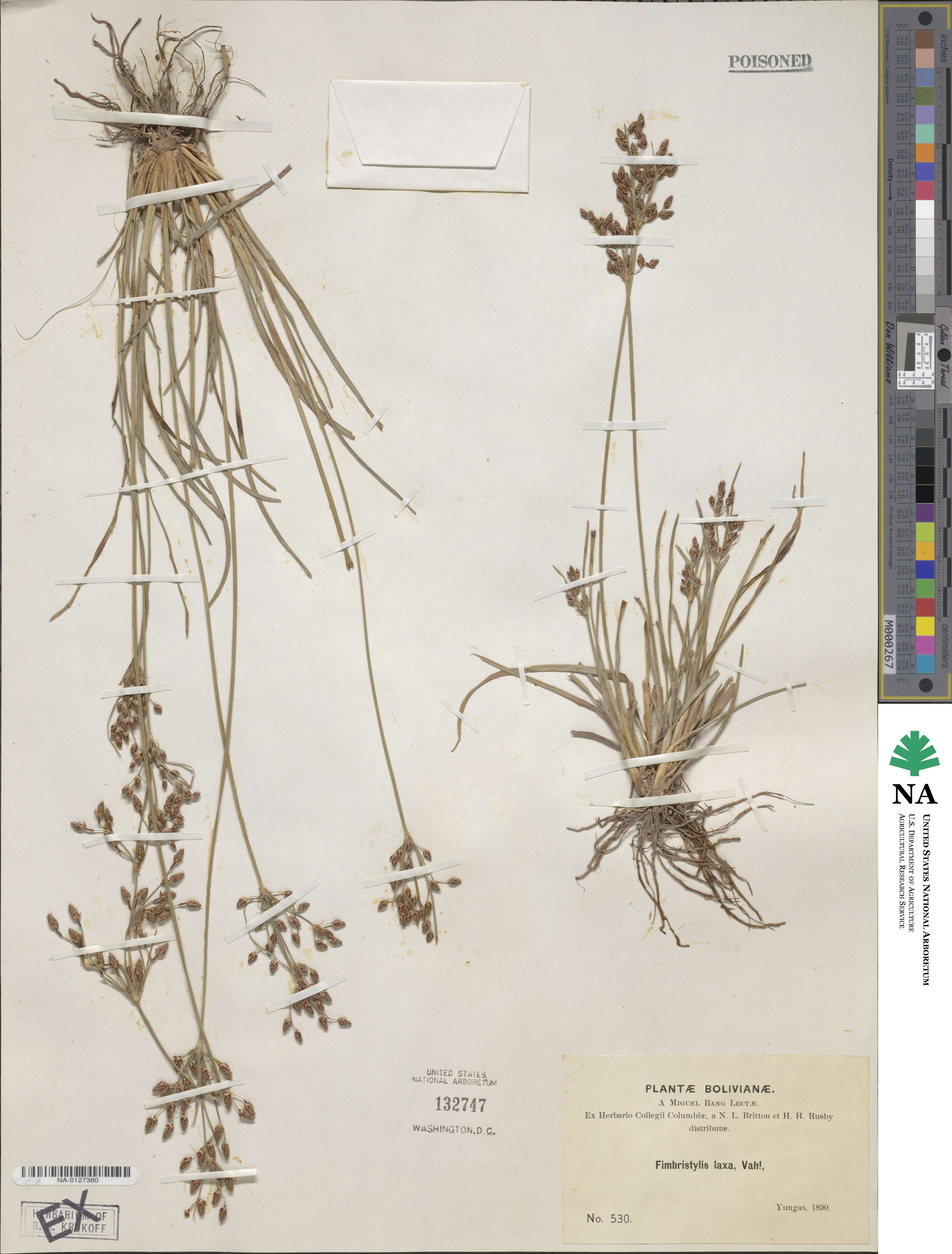 Fimbristylis dichotoma subsp. dichotoma image