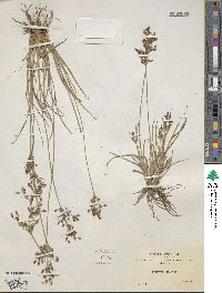 Fimbristylis dichotoma subsp. dichotoma image