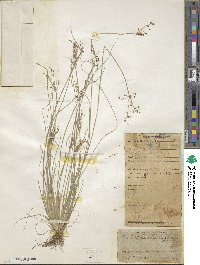 Fimbristylis quinquangularis subsp. quinquangularis image