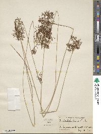 Fimbristylis autumnalis image