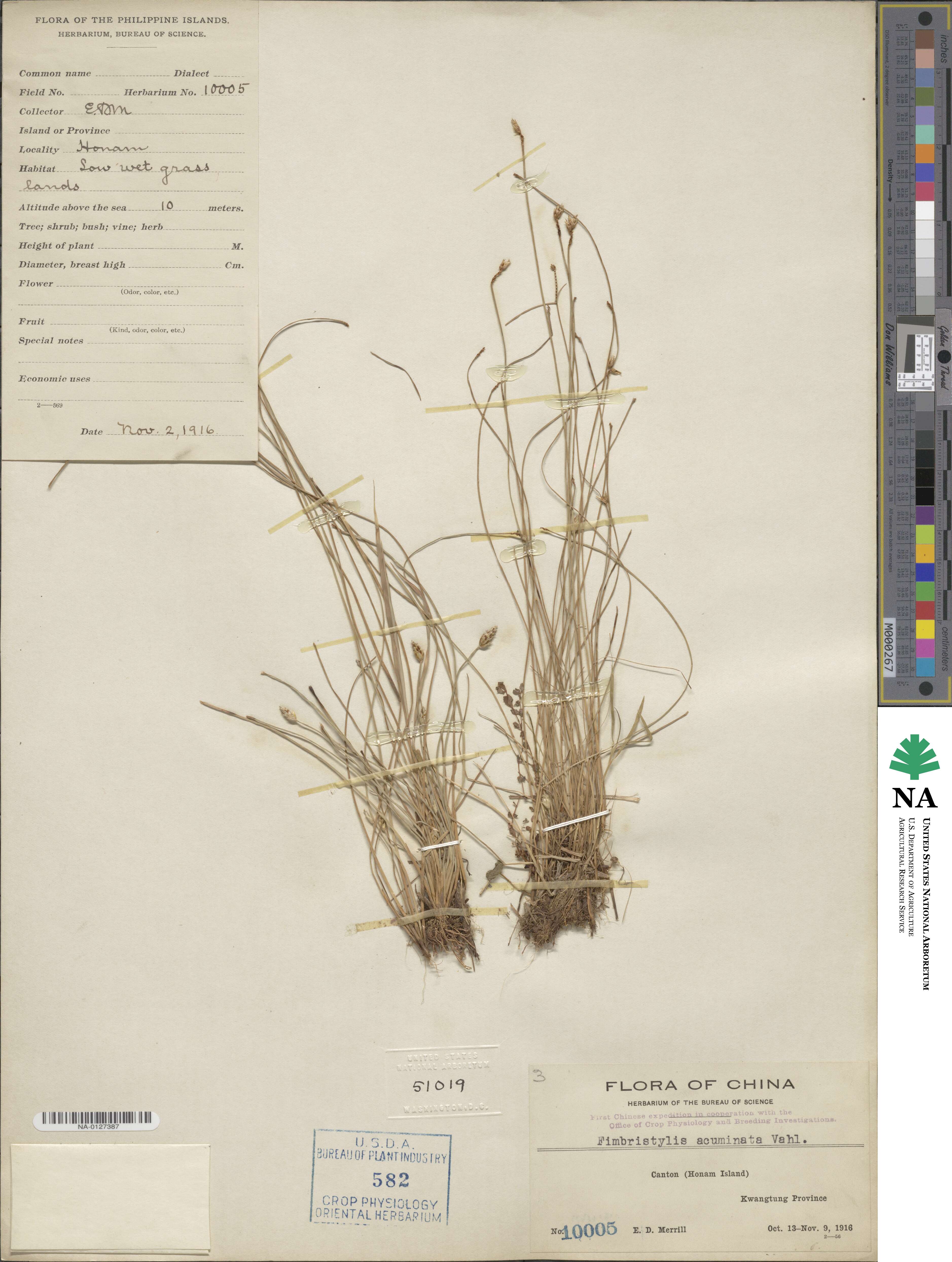 Fimbristylis acuminata image