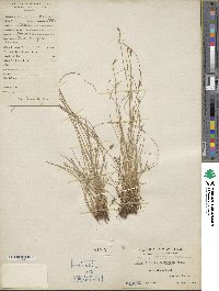 Fimbristylis acuminata image