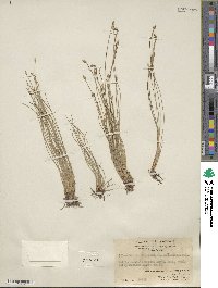 Fimbristylis acuminata image