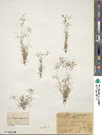 Image of Fimbristylis aestivalis