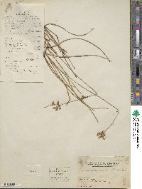 Fimbristylis dichotoma subsp. dichotoma image