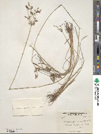 Fimbristylis dichotoma subsp. dichotoma image