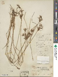 Fimbristylis dichotoma subsp. dichotoma image