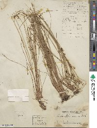 Fimbristylis dichotoma subsp. dichotoma image