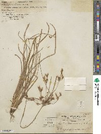 Fimbristylis dichotoma subsp. dichotoma image